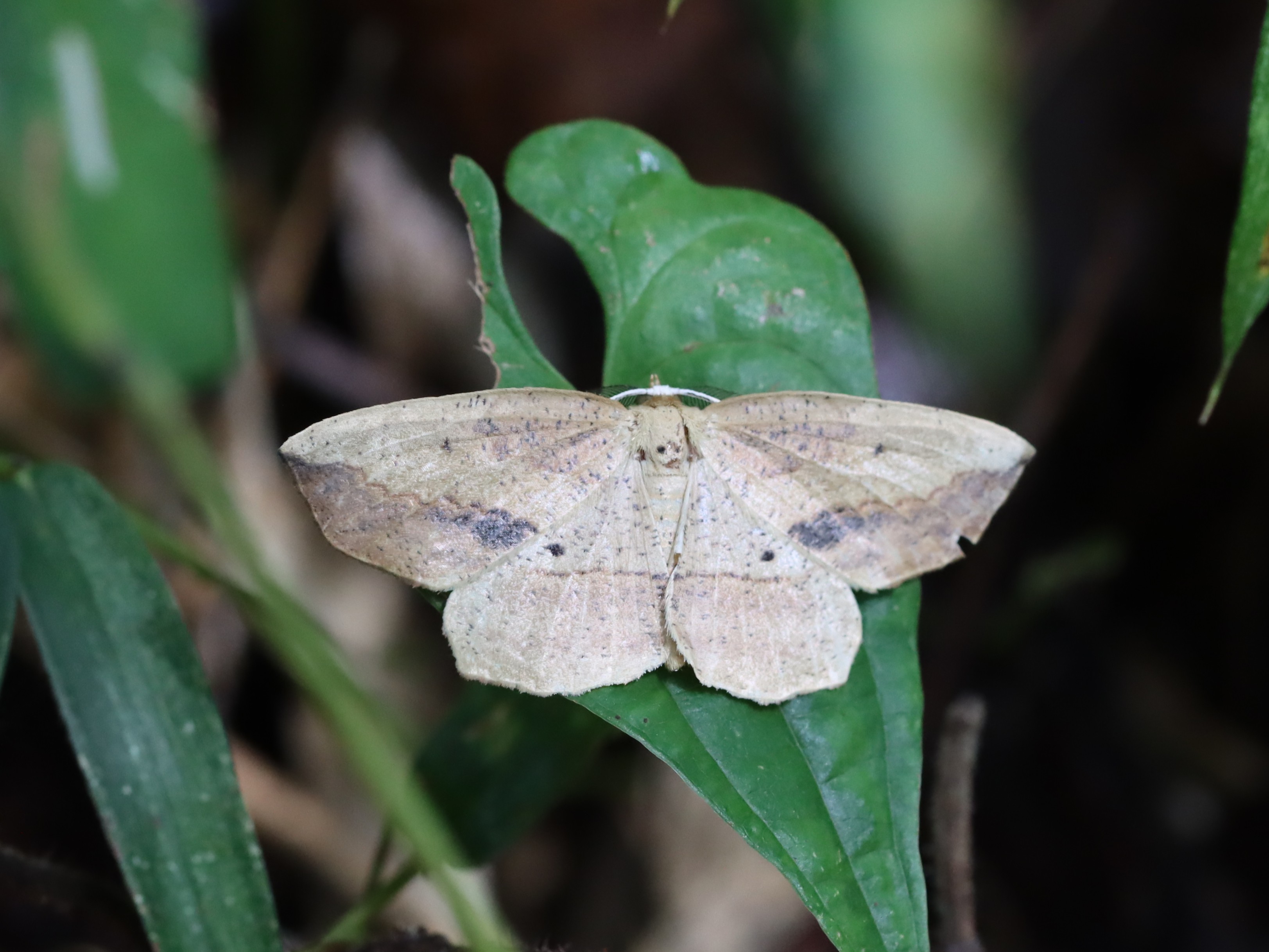 トガリエダシャク